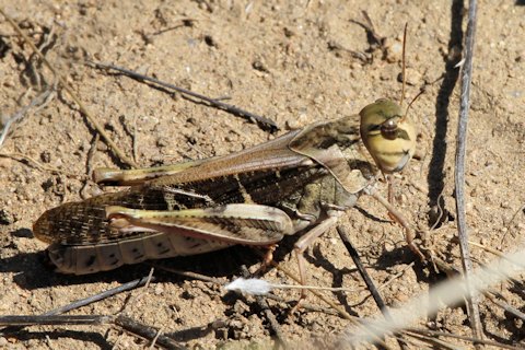 Yellow-winged Grasshopper (Gastrimargus musicus)